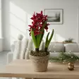 Hyasintti, punainen - Tekokukat - 365730-80 - 1