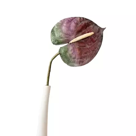 Anthurium, lila - Tekokukat - 36321 - 2