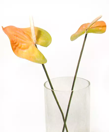 Flamengon kukka - Tekokukat - 36610-001 - 2