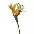 Amaryllis valkoinen - Tekokukat - 367640-01 - 2
