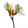 Amaryllis valkoinen - Tekokukat - 367640-01 - 3