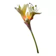 Amaryllis valkoinen - Tekokukat - 367640-01 - 4