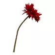 Villigerbera, viininpunainen - Tekokukat - 36078053 - 3
