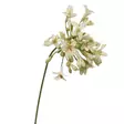 Kukka agapanthus, kerma, 70cm - Tekokukat - 362633 - 4