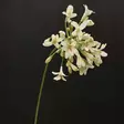 Kukka agapanthus, kerma, 70cm - Tekokukat - 362633 - 2