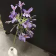 Kukka, Agapanthus,70cm, sininen - Tekokukat - 362634 - 4