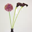 Jättilaukka, purppura 50 cm - Tekokukat - 361537 - 3