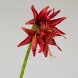 Amaryllis spider punainen, 70 cm - Tekokukat - 362339 - 2